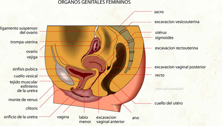 Organos genitales femininos